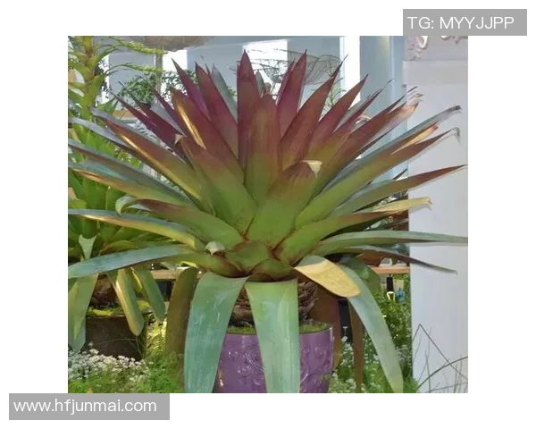 姚明多肉的养殖技巧与品种推荐，助你轻松打造绿色家园